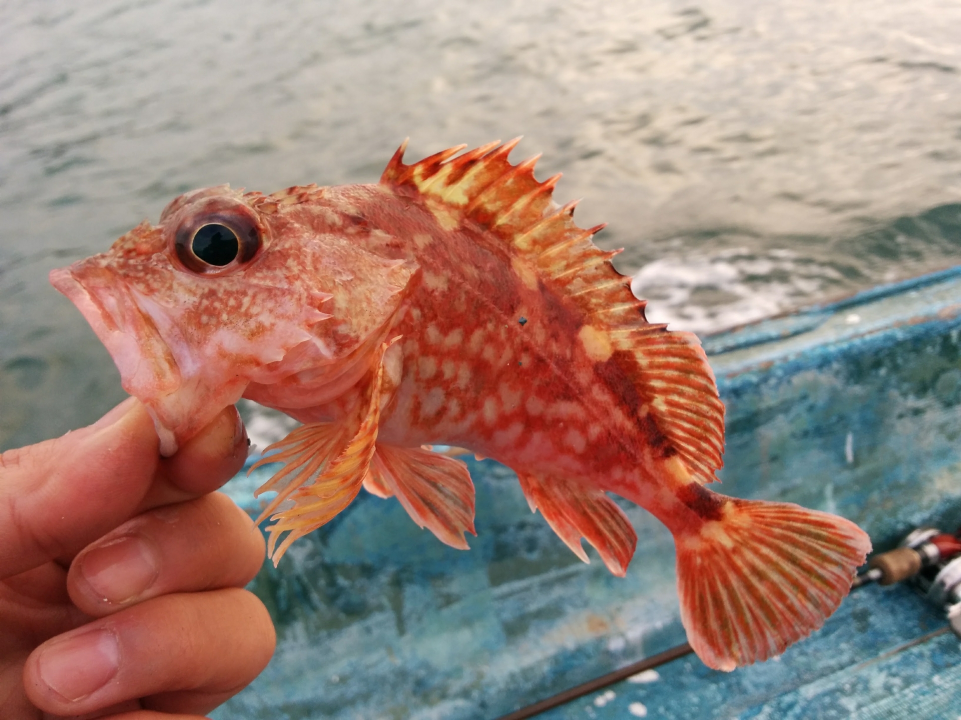 高級魚オニカサゴの特徴から釣り方まで 今年は鬼釣りへいこう Leisurego Leisurego