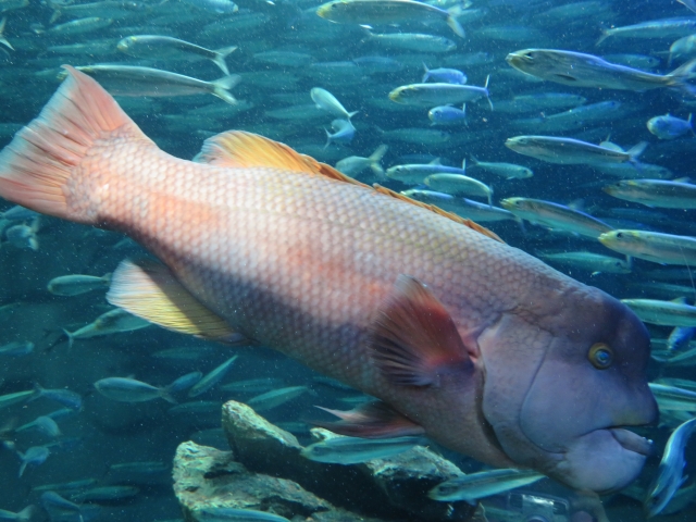 水族館でもお馴染みコブダイの味や釣り方は 巨大魚を攻略しよう Leisurego Leisurego