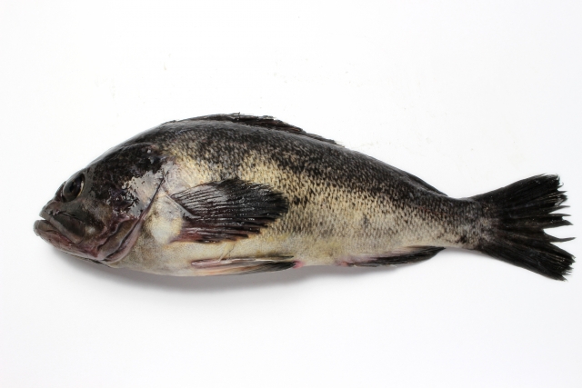 ソイとはどんな魚 生態やおすすめの料理レシピをご紹介します Leisurego Leisurego
