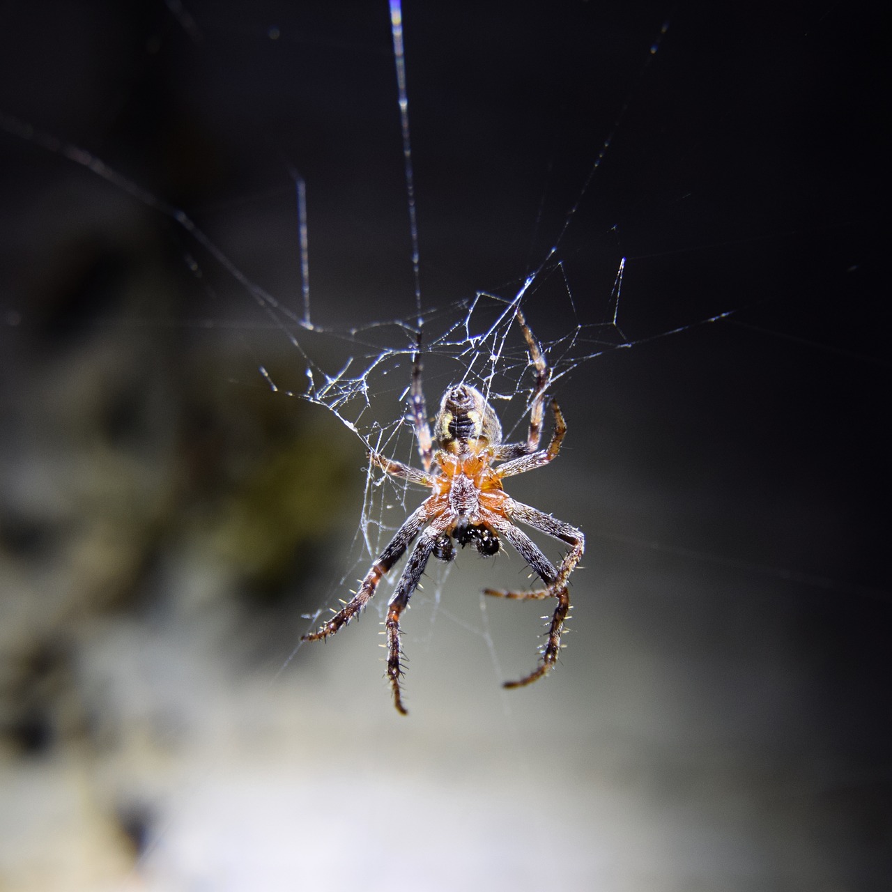 白い蜘蛛は幸運を呼ぶ 種類からスピリチュアルな意味までまとめて紹介 Leisurego Leisurego