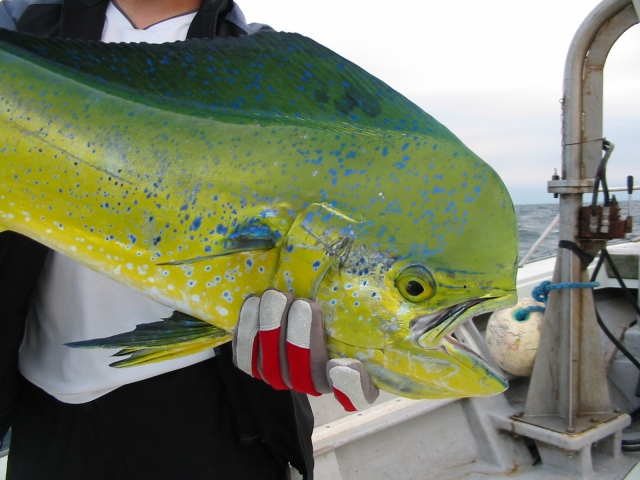 シイラはマヒマヒとも呼ばれる高級魚 生態から調理方法まで徹底解説 Leisurego Leisurego