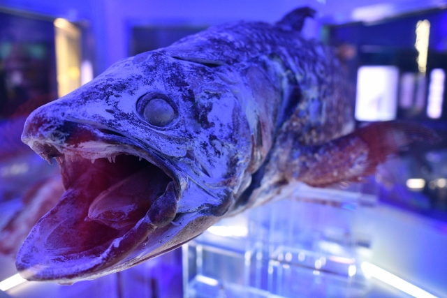 深海魚って透明 ブサイク 光る 不思議な写真や深海魚検定まで徹底リサーチ Leisurego Leisurego