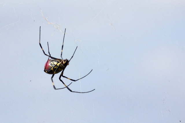 女郎蜘蛛は黄色と黒の派手な蜘蛛 実は儚いその生涯と生態に迫る Leisurego Leisurego