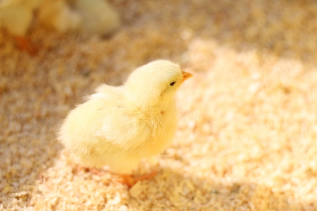 殺 ひよこ 処分 オス 卵内での性別鑑定技術の現状－産まれてすぐに殺される採卵鶏のオス