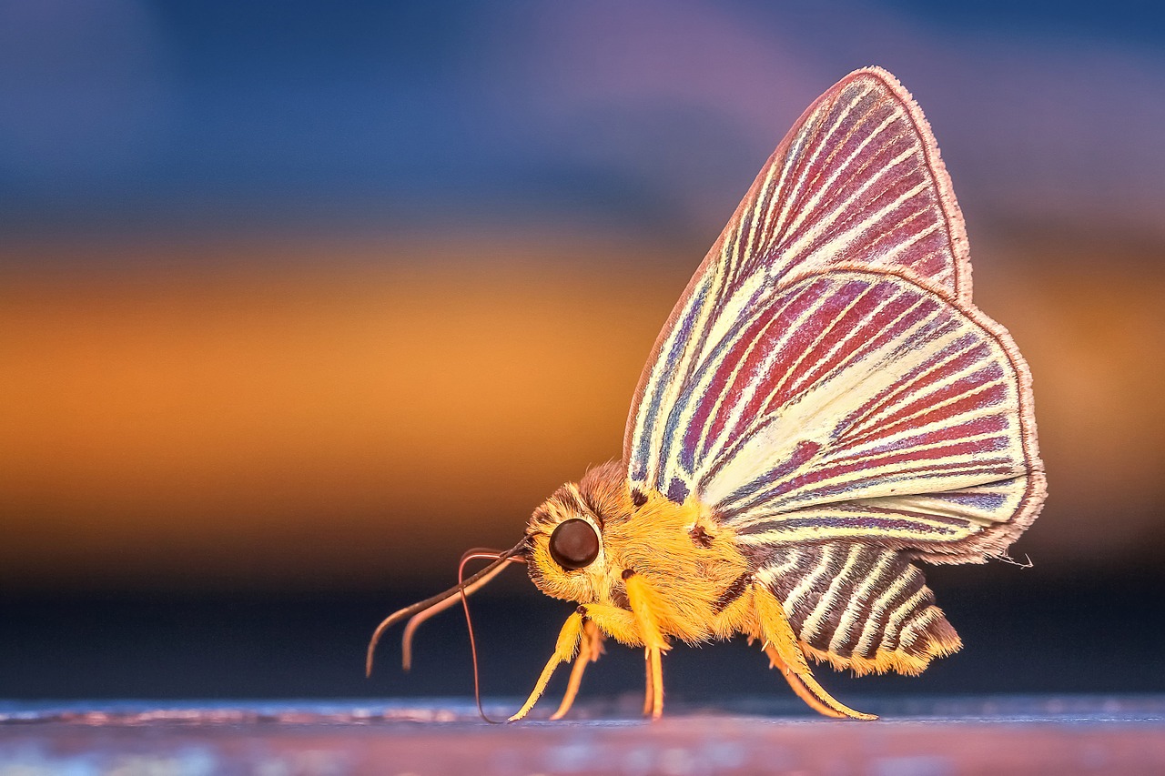 オオミズアオってどんな蛾 珍しい色や幼虫の特徴など詳しく紹介 Leisurego Leisurego