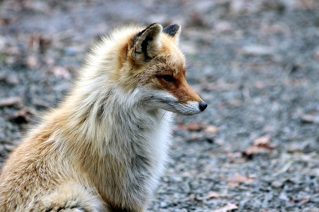 狐 の 窓 危険