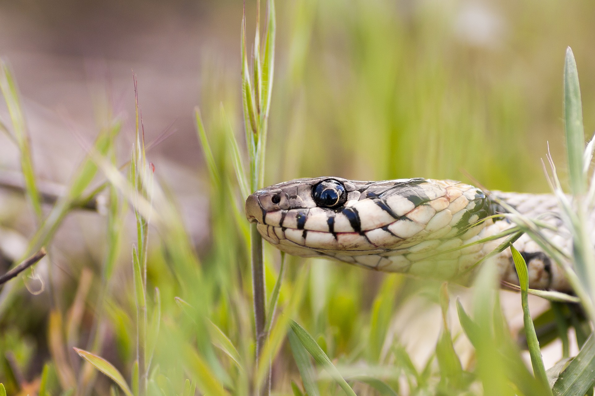日本の蛇はこんなにいる その種類や生態を画像付きで徹底解説 Leisurego Leisurego