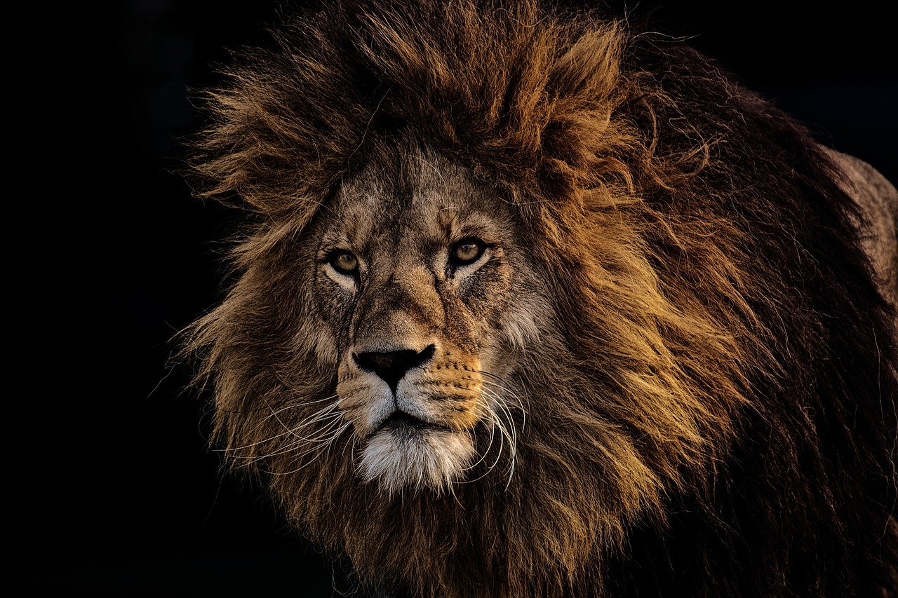 驚くばかりバーバリ ライオン 大き さ すべての動物画像