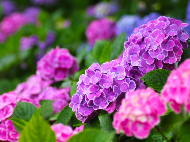 紫陽花の花言葉は怖い その理由や色によって変わる花言葉一覧まとめ Leisurego Leisurego