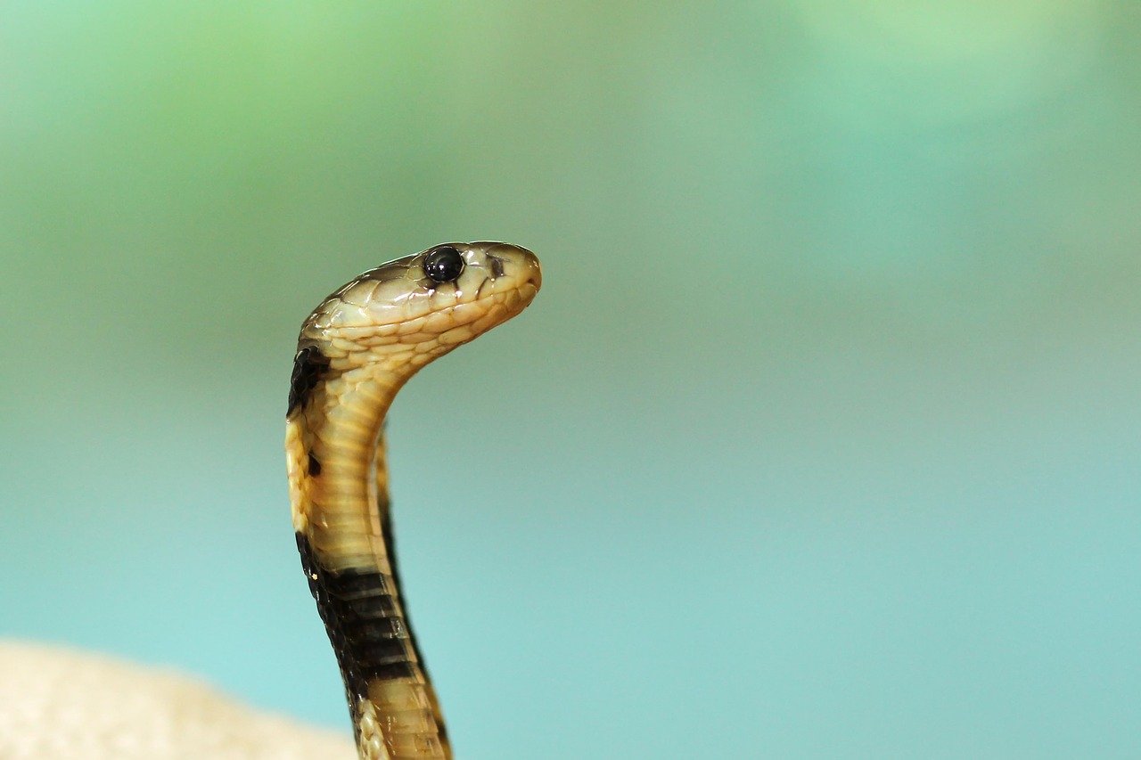 蛇の種類を日本 沖縄 世界でご紹介 ペットにおすすめの蛇や毒蛇の対策も Leisurego 2ページ目 Leisurego Part 2