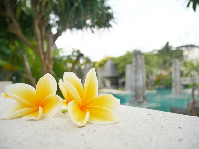 プルメリアの花言葉の意味と由来 ハワイ語alohaに秘められた意味とは Leisurego Leisurego