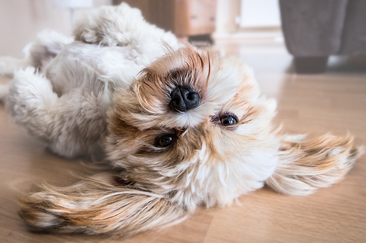 つぶらな瞳で見つめる犬