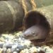 うなぎは絶滅危惧種？現状と完全養殖化、噂の絶滅キャンペーンまで解説