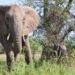 絶滅危惧種は約2万6千種以上！平成に絶滅した有名動物とは？