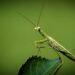 カマキリの卵見たことある？見つけ方や上手な孵化のさせ方も徹底解説！