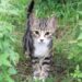 大矢誠は猫を虐待し動画を投稿した元税理士！家族や改名後の現在は？