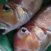 アマダイの釣り方をご紹介！時期や道具、釣り方のコツも！