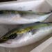 出世魚ワラサとはどんな魚？刺身などのレシピや釣り方も！